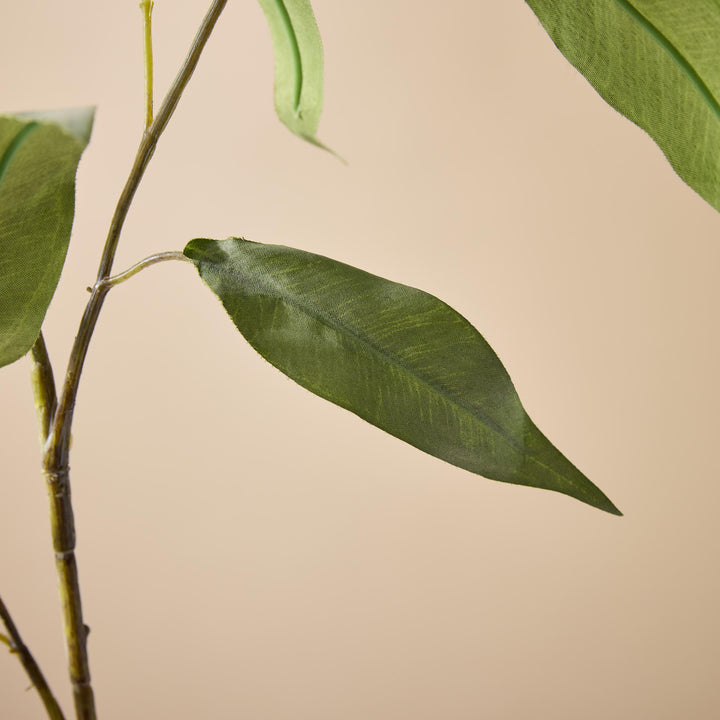 Eucalyptus Stem 41x41x99cm