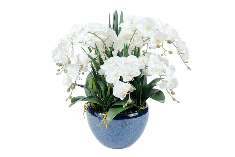 WHITE ORCHIDS - VERY LARGE POT