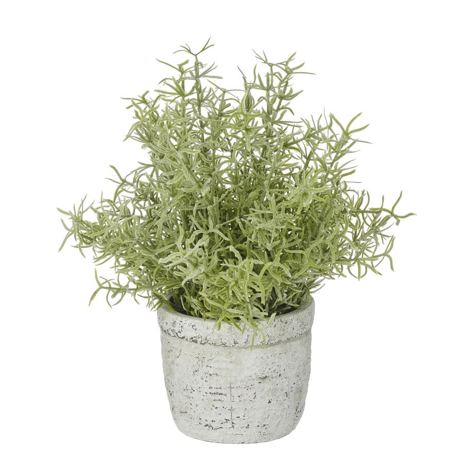 Sprenger Fern 30cm in Pot 11x10cm