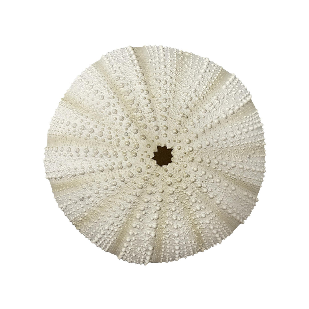 Villory Ceramic Urchin W/Hook Sml