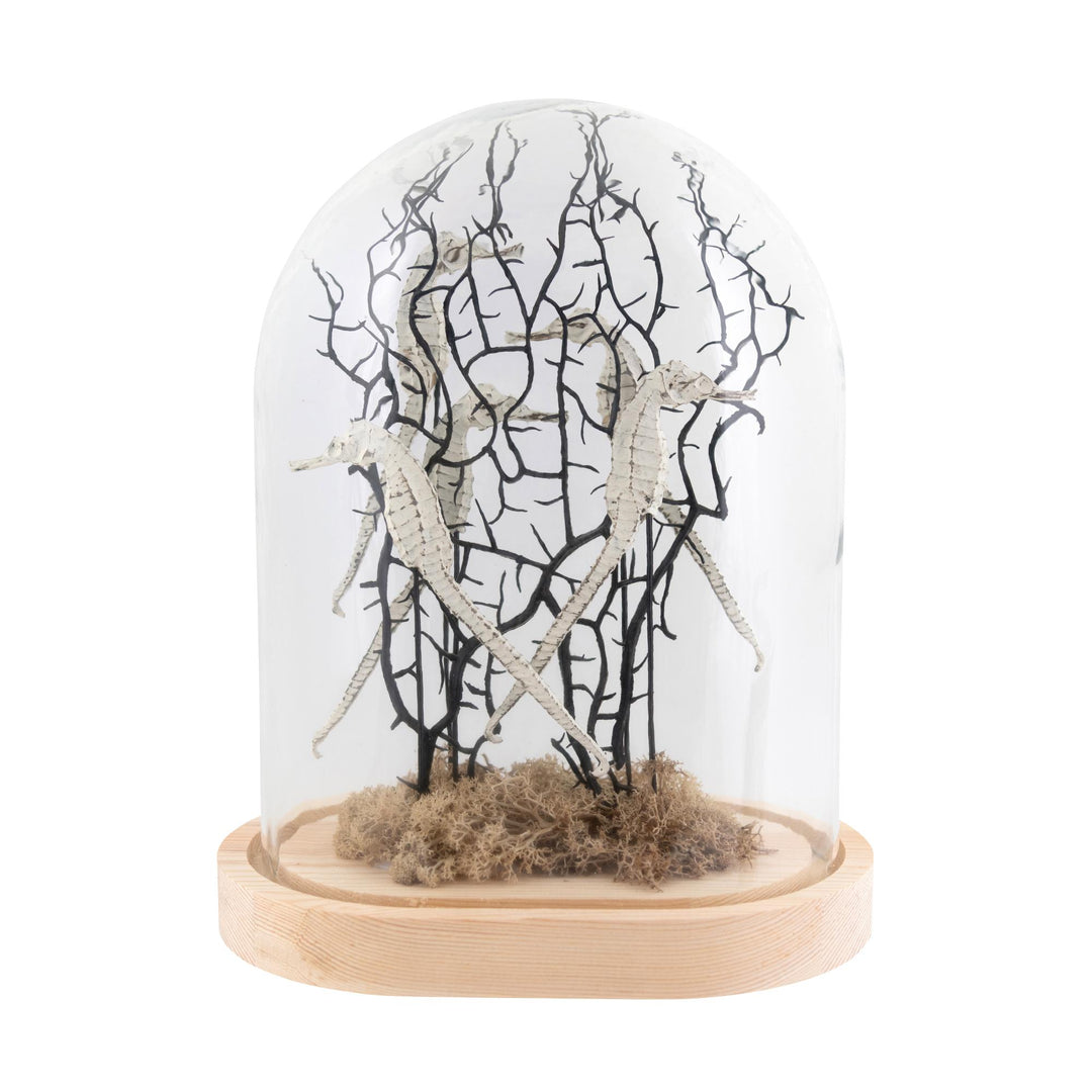 Exeter Resin Seahorse Cloche Lge
