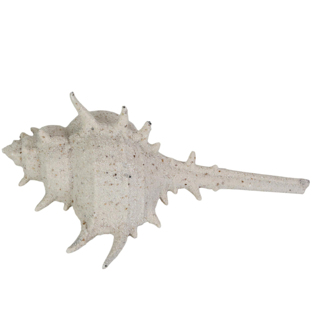 Shell Shocked 16x12x29