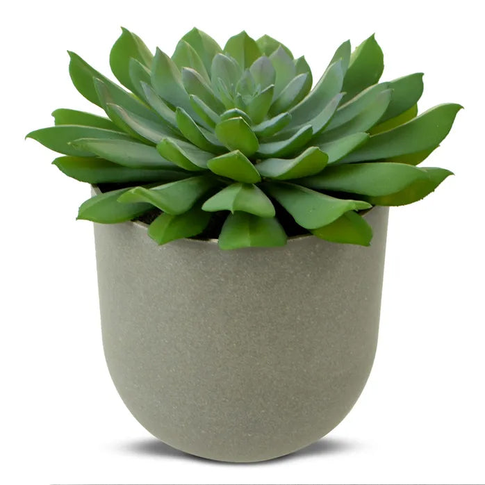 Green Goddess Succulent In Pot