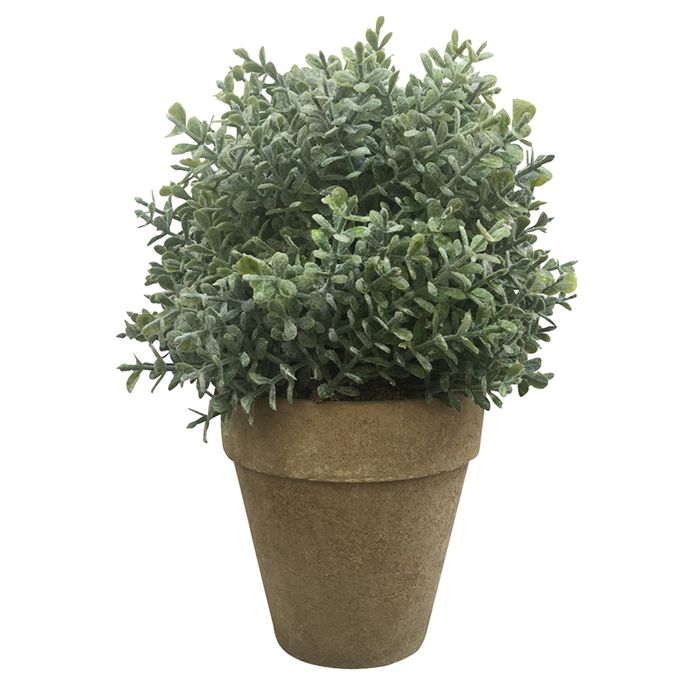 Olearia Natural Pot