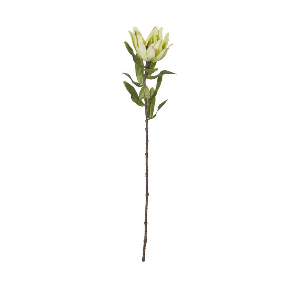 Protea Stem Green