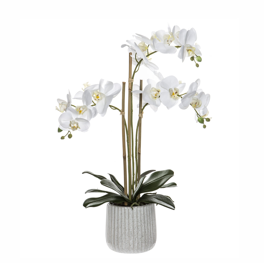 Butterfly Orchid With Ceramic Pot White 60cm