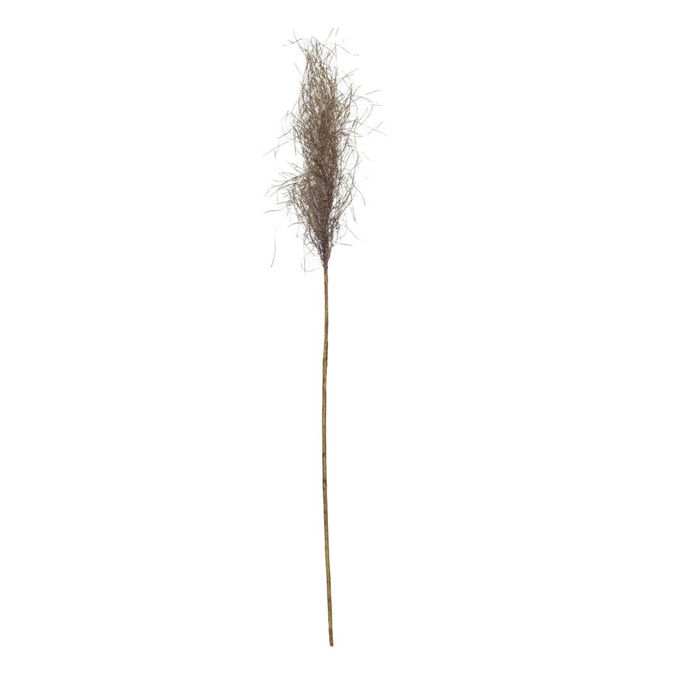 Pond Grass Stem Brown