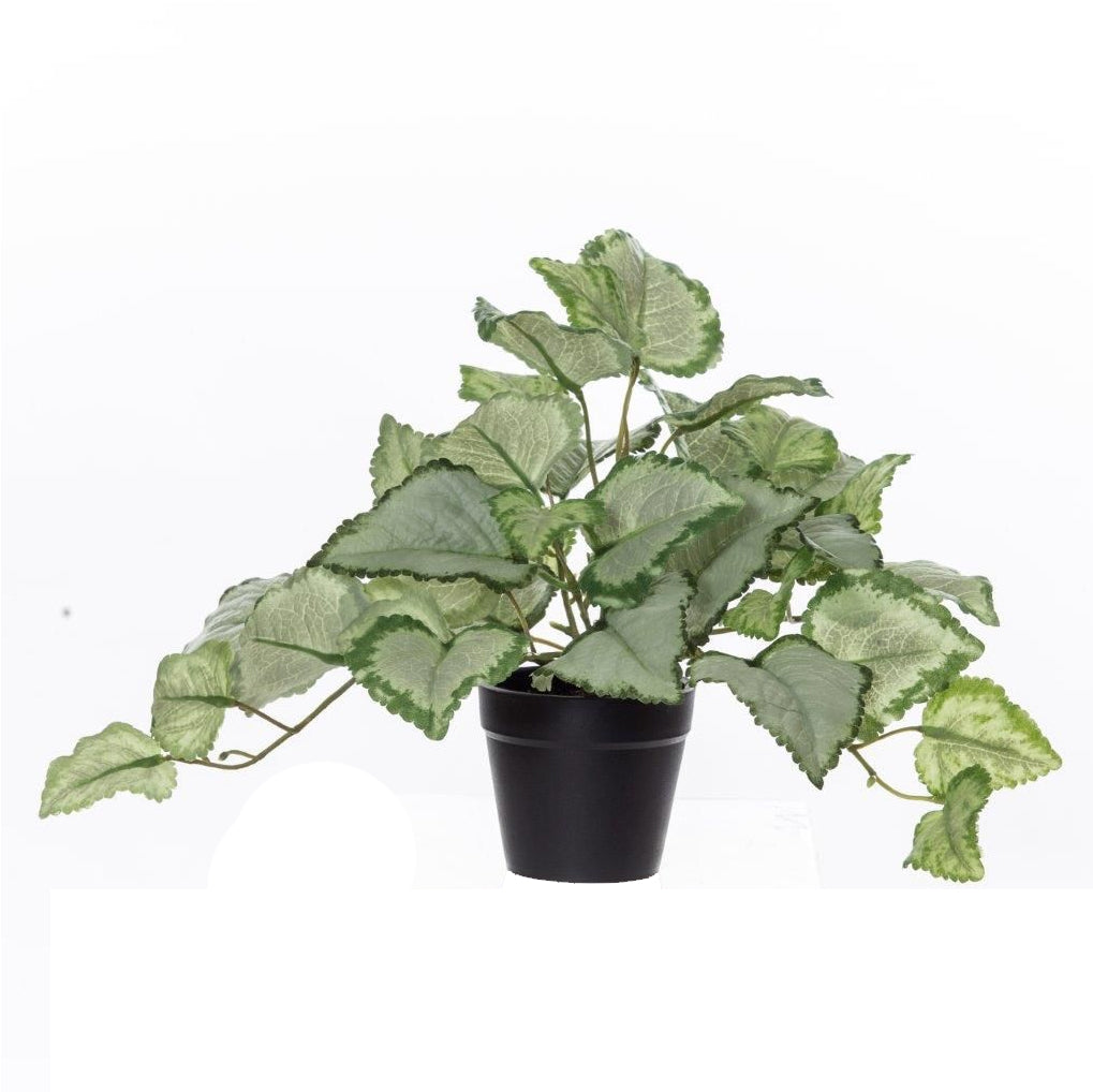 Lamuim Bush-Garden Pot