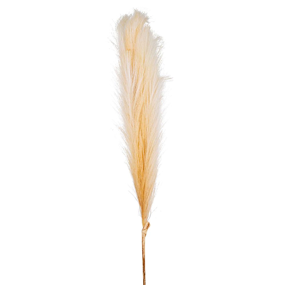 Pampas Spray Cream 1.2m