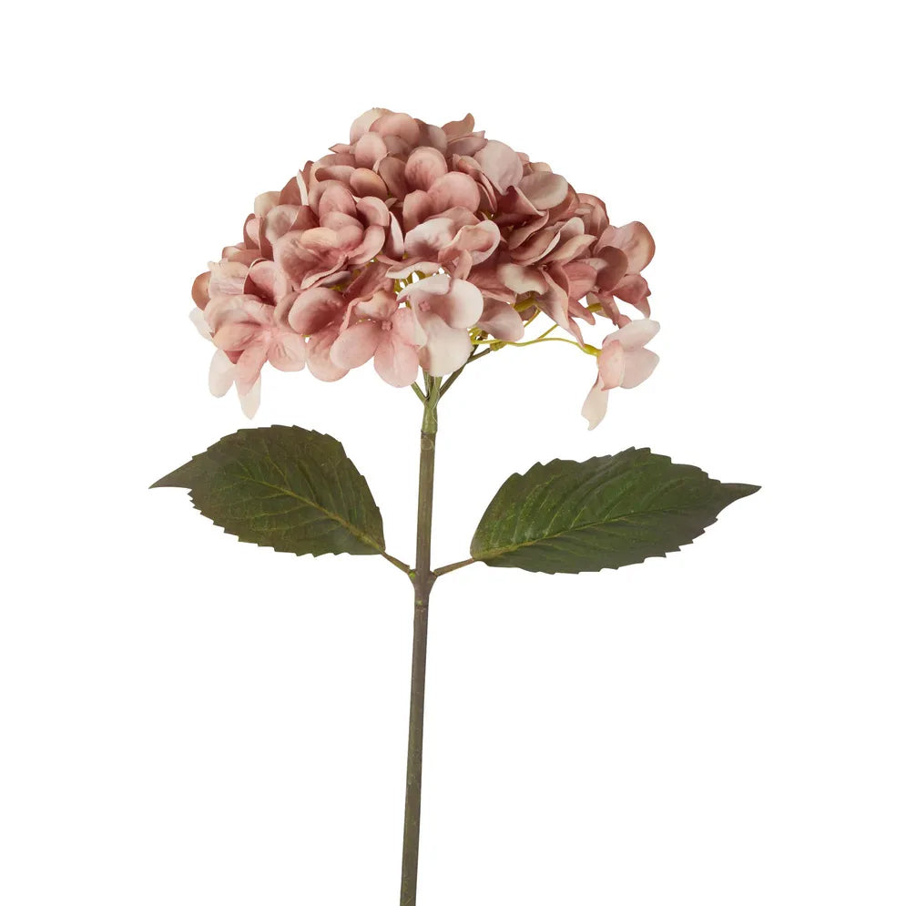 Dried Hydrangea Stem Blush