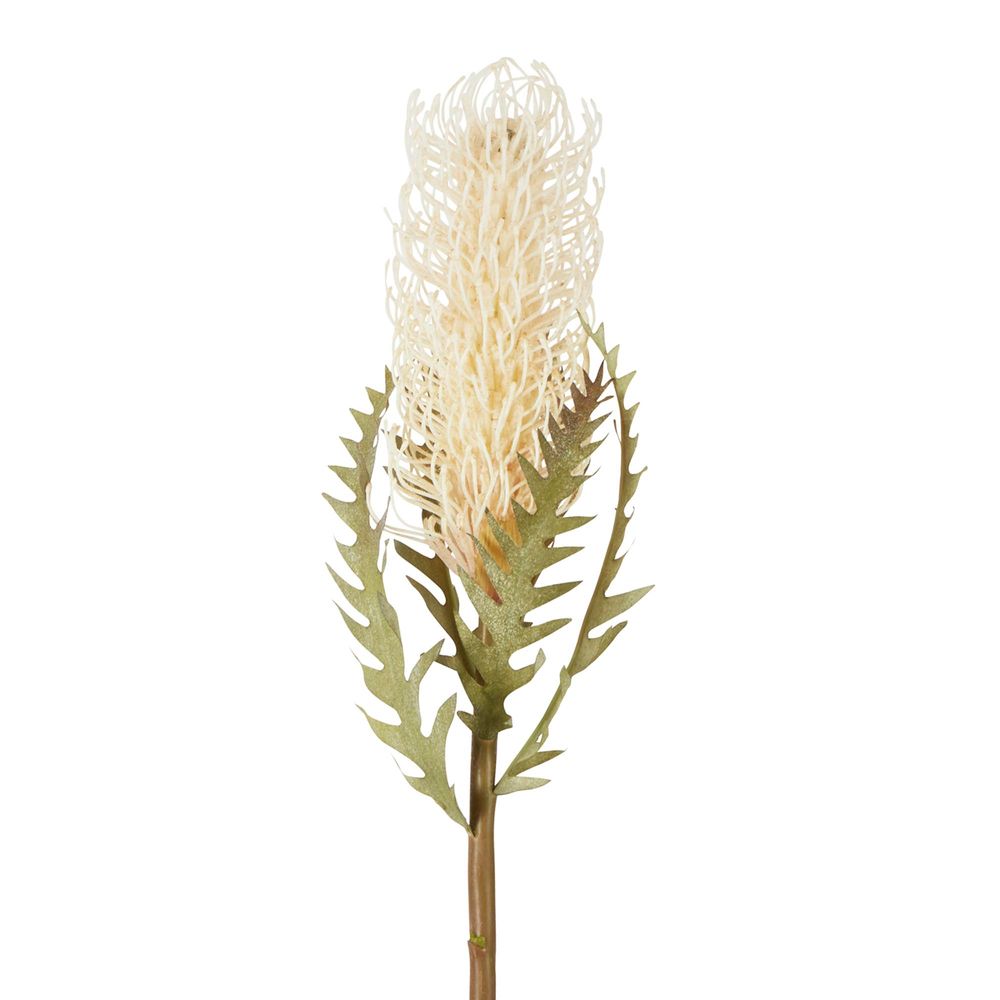 Dried Banksia Stem Cream 75cm