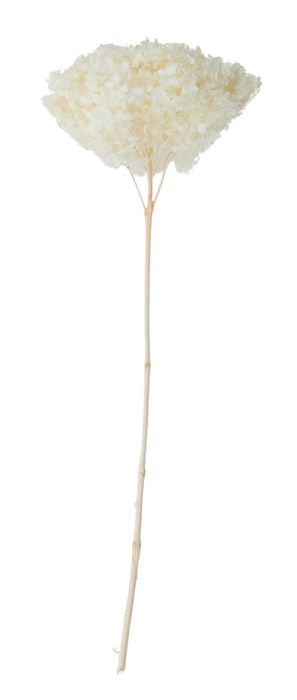 Hydrangea Preserved 70cm Ivory