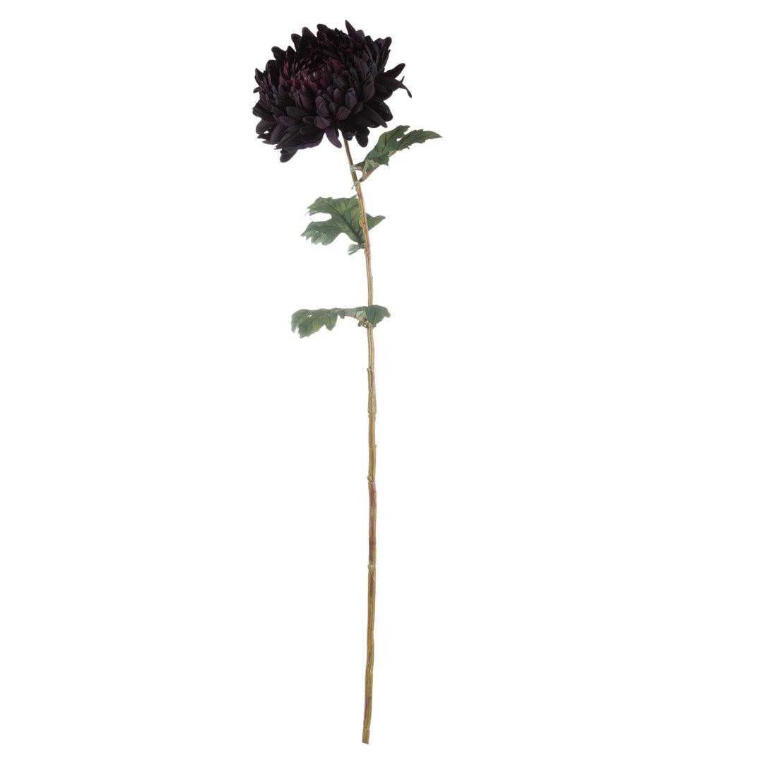 Chrysanthemum Stem Purple/Black