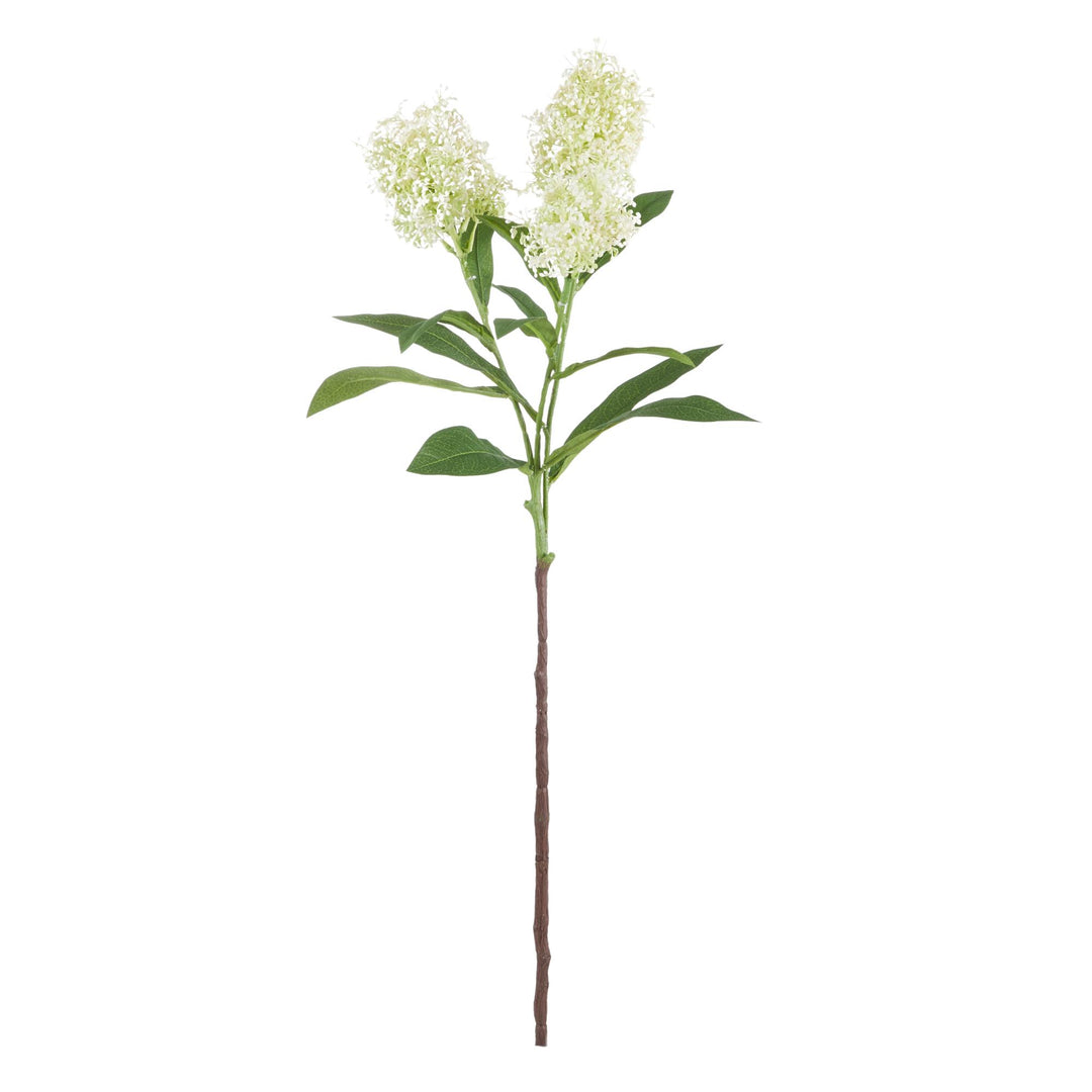 Skimmia Spray 60x26x14cm Cream/Green