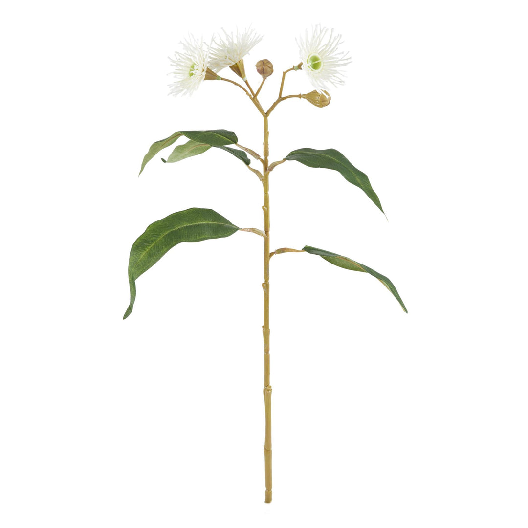 Eucalyptus Flowering Spray 11x3x62cm White