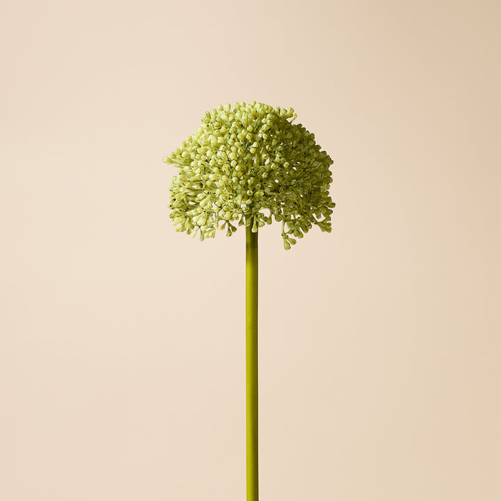 Buddleia Stem 8x10x59cm Green