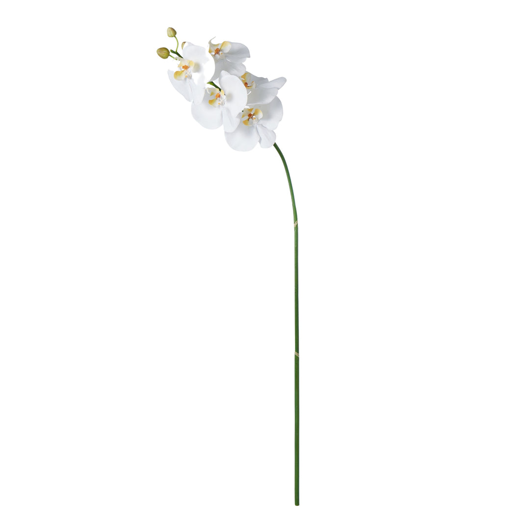 Phalaenopsis Stem White 88cm