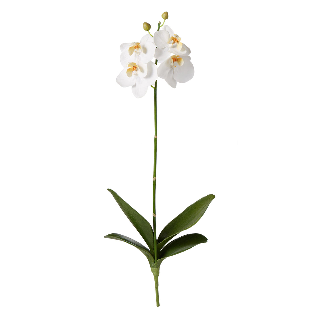 Phalaenopsis Plant White 50cm