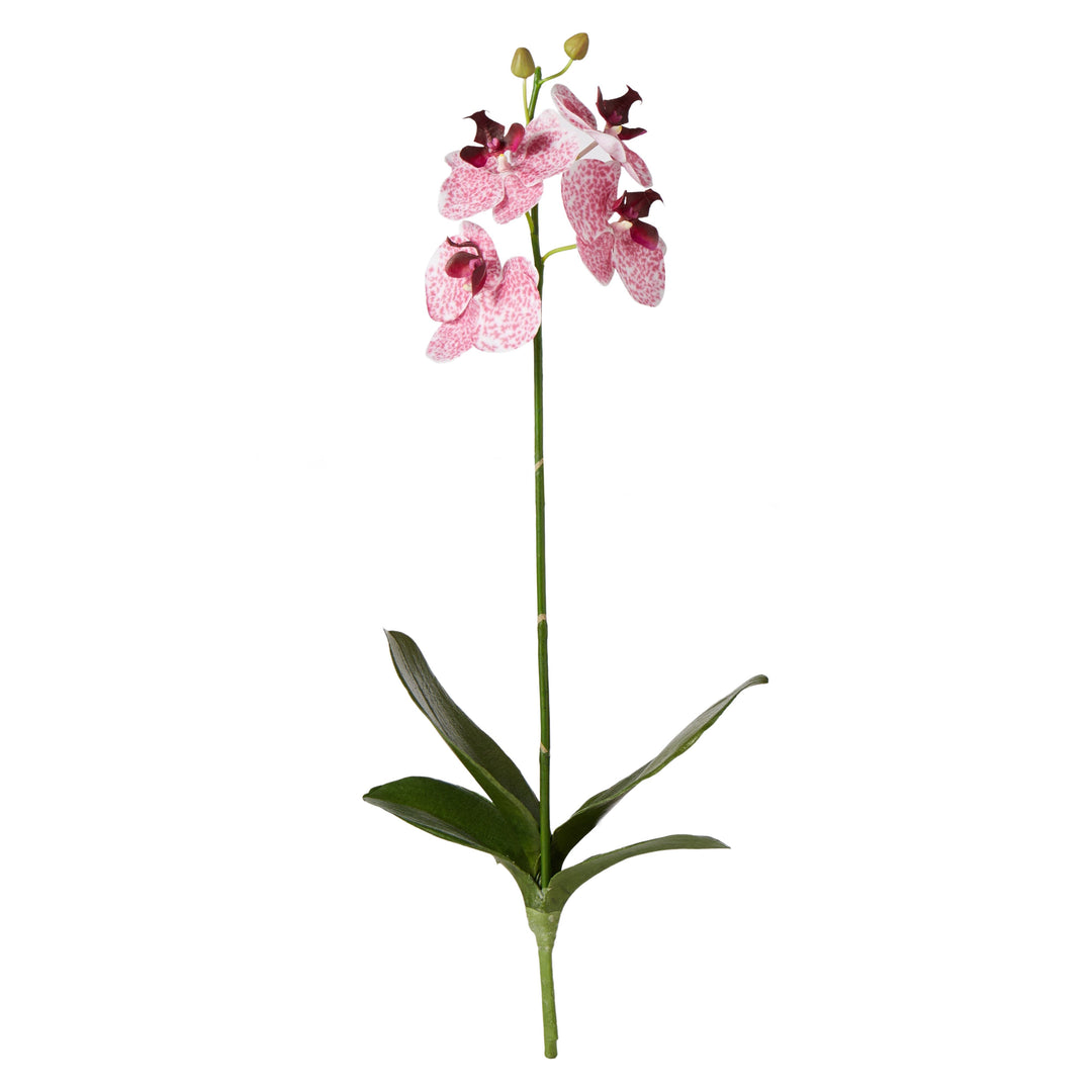 Phalaenopsis Plant Pink 50cm