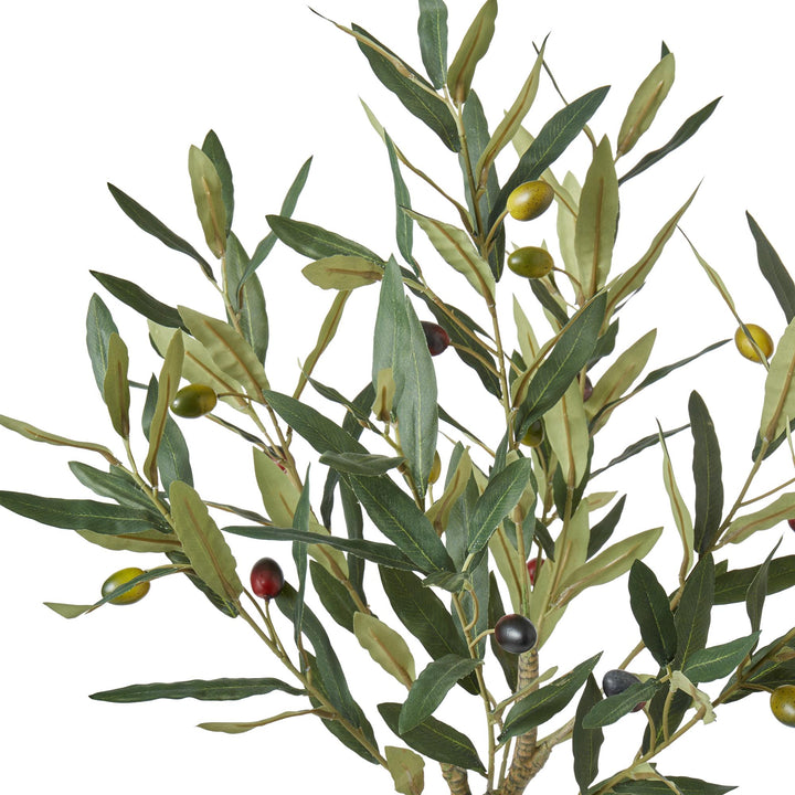 Olive Tree 37x39x60cm