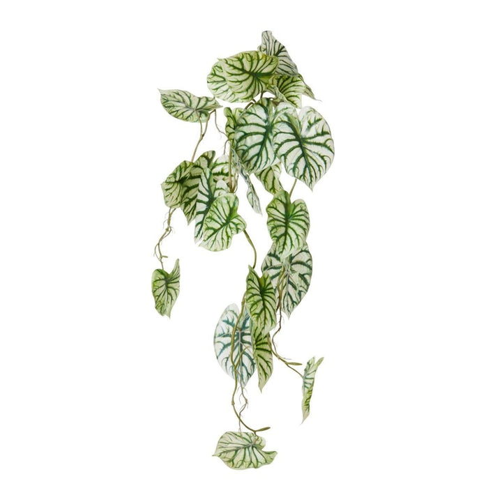 Anthurium Vine Hanging Plant 32x30x90cm Green White