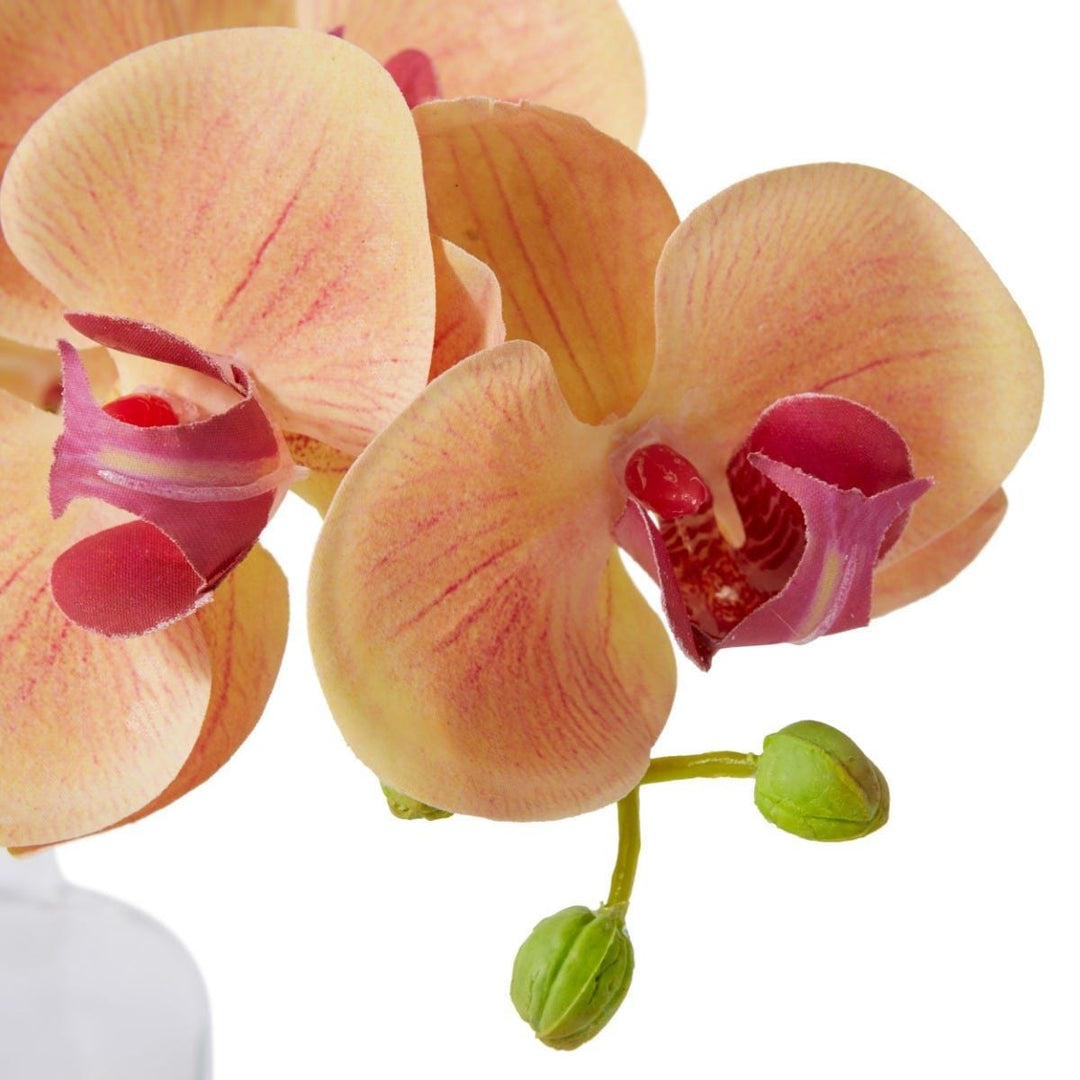 Apricot Phalaenopsis Orchid in Vase 25cm
