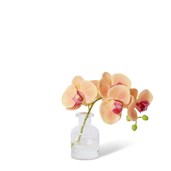 Apricot Phalaenopsis Orchid in Vase 25cm