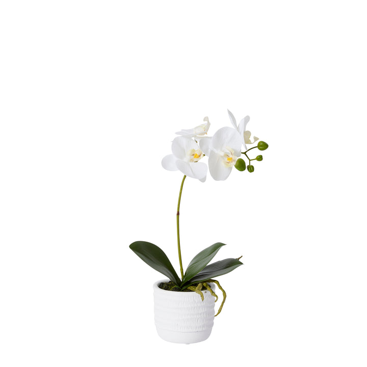 Phalaenopsis Textured Pot 15x10x35cm White/White