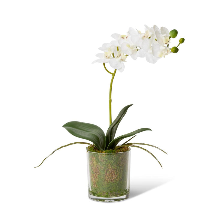 Phalaenopsis Mini 17x10x30cm White/Clear