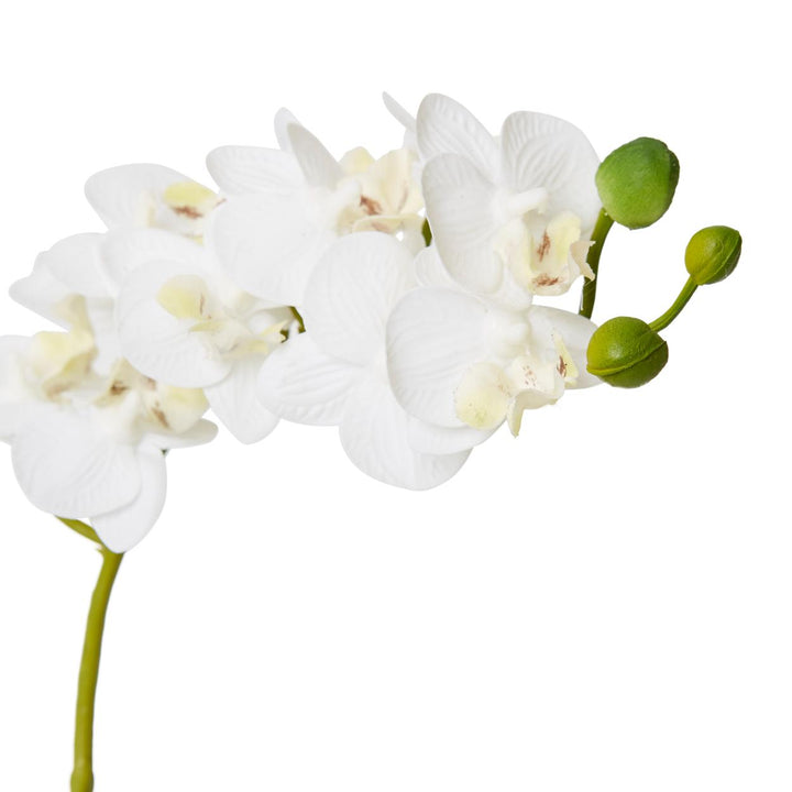 Phalaenopsis Mini 17x10x30cm White/Clear