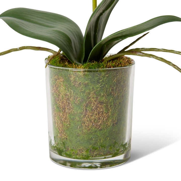 Phalaenopsis Mini 17x10x30cm White/Clear
