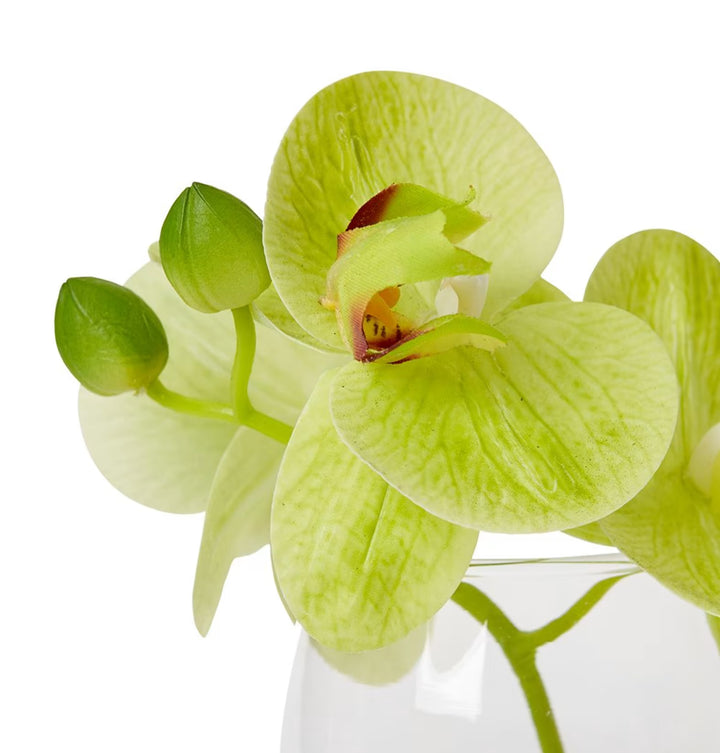 Phalaenopsis 16x13x15cm Green/Clear