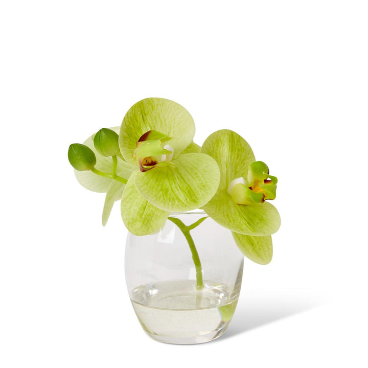 Phalaenopsis 16x13x15cm Green/Clear