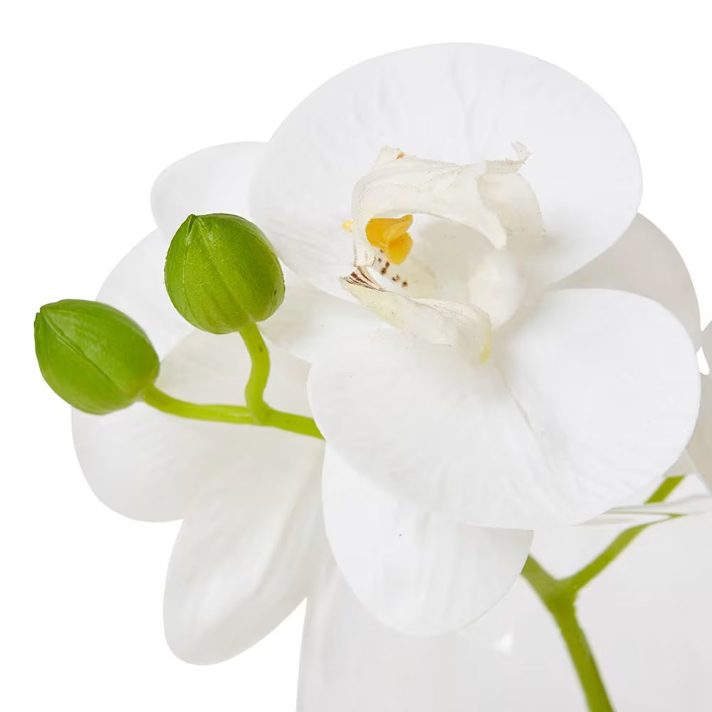 Phalaenopsis 16x13x15cm White/Clear