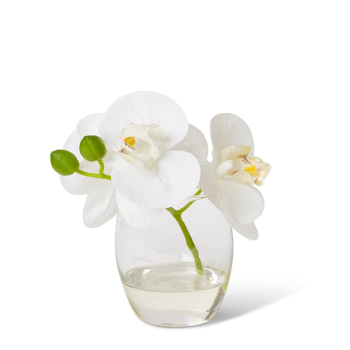 Phalaenopsis 16x13x15cm White/Clear