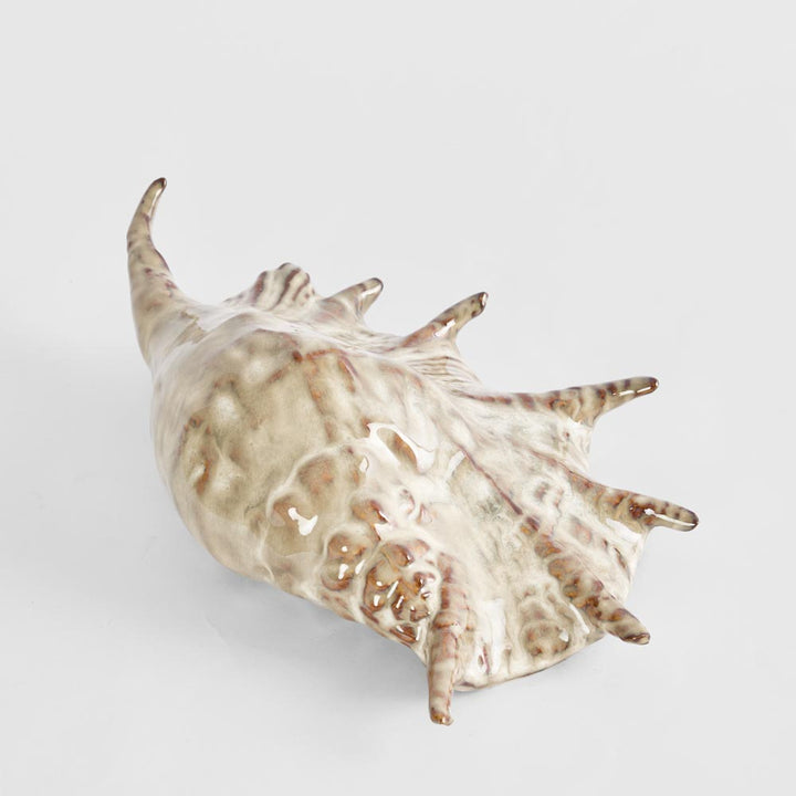Spider Conch Shell L:26.5 W:16 H:7.5