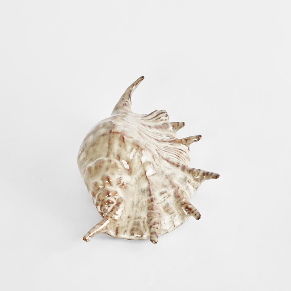 Spider Conch Shell L:26.5 W:16 H:7.5