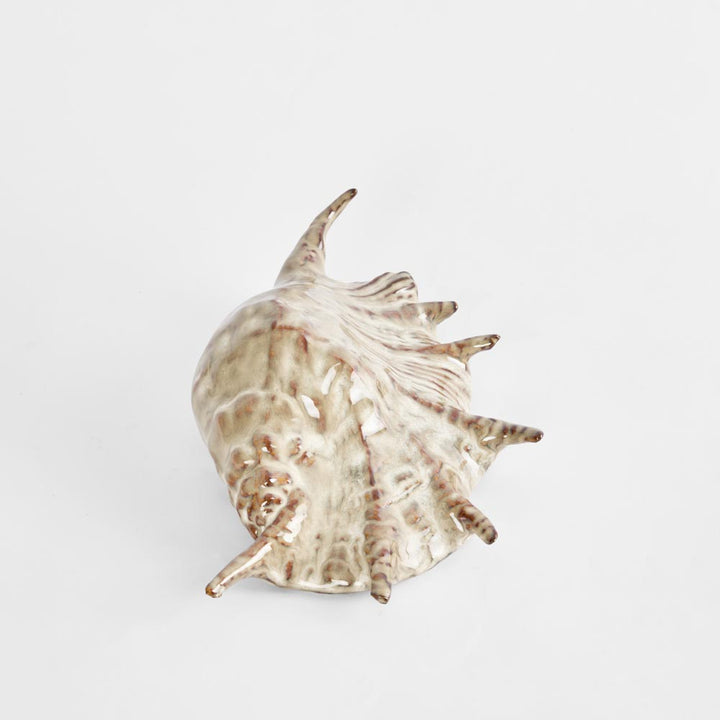 Spider Conch Shell L:26.5 W:16 H:7.5