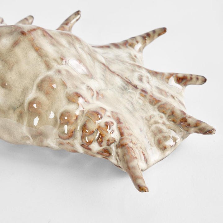 Spider Conch Shell L:26.5 W:16 H:7.5