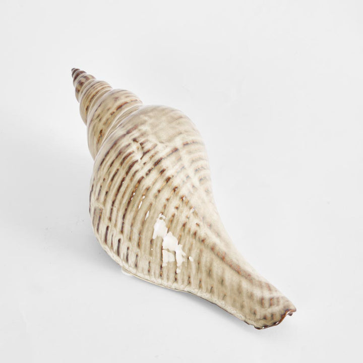 Conch Shell L:27.5 W:10 H:7