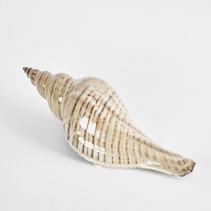 Conch Shell L:27.5 W:10 H:7