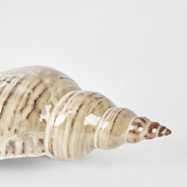 Conch Shell L:27.5 W:10 H:7