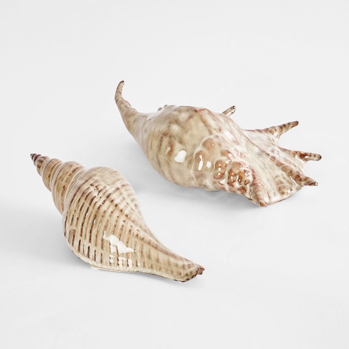 Conch Shell L:27.5 W:10 H:7