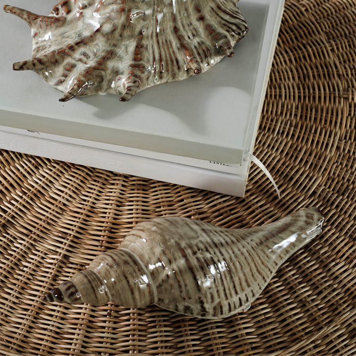 Conch Shell L:27.5 W:10 H:7