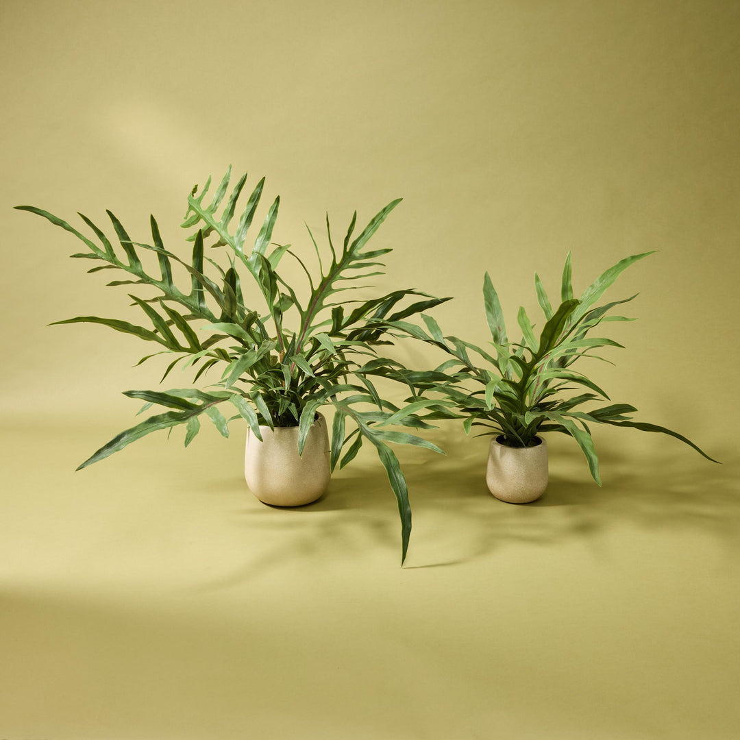 Blue Star Fern Pot 46x26x26cm