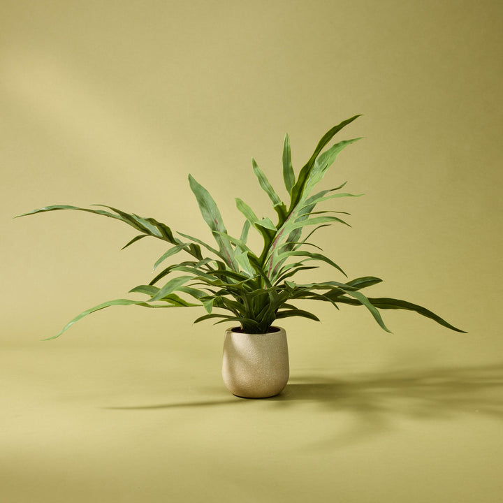 Blue Star Fern Pot 46x26x26cm