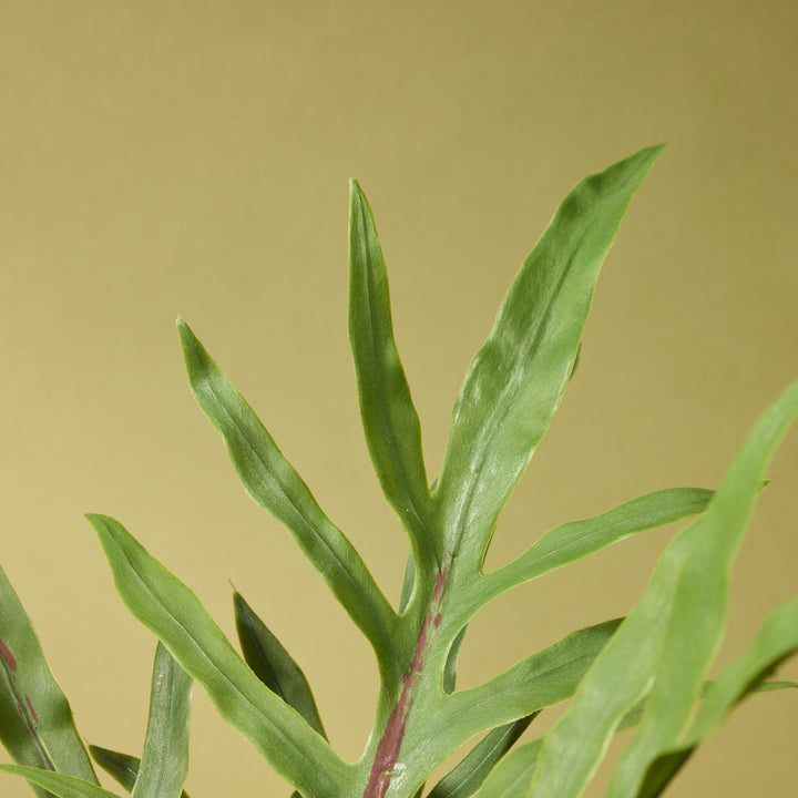 Blue Star Fern Pot 46x26x26cm