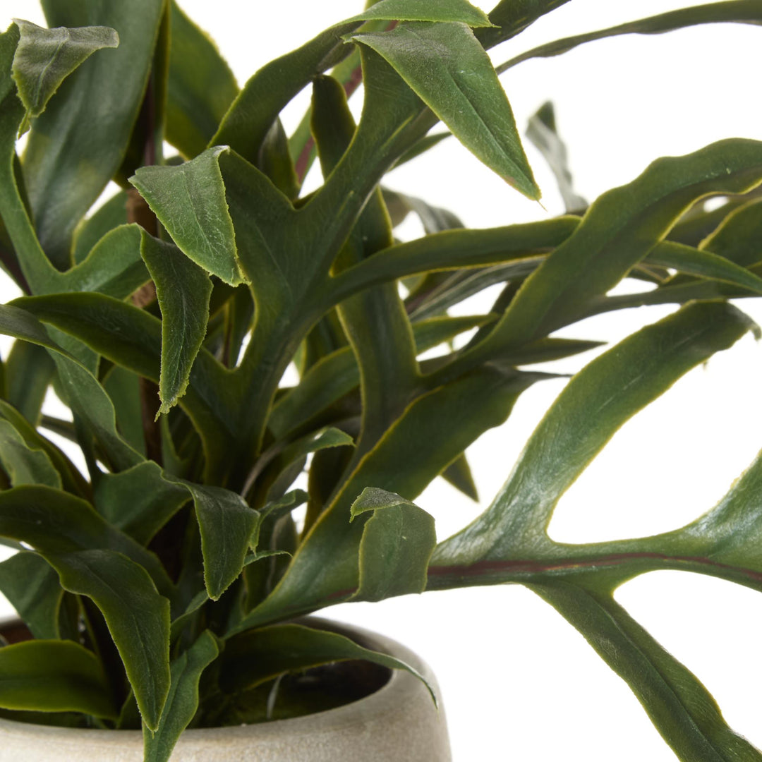 Blue Star Fern Pot 46x26x26cm