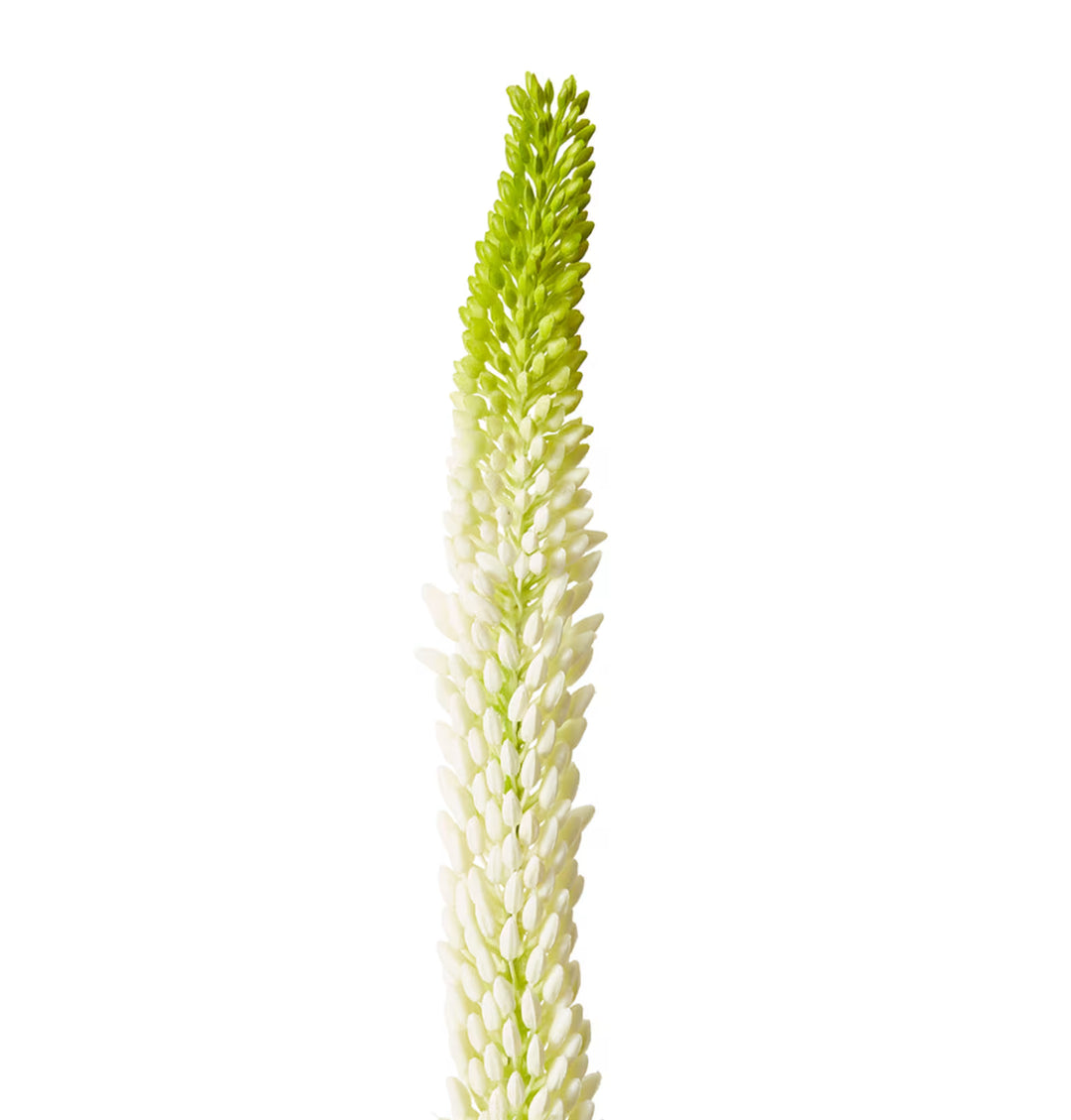 Foxtail Lily Stem 10x7x84cm Green/White