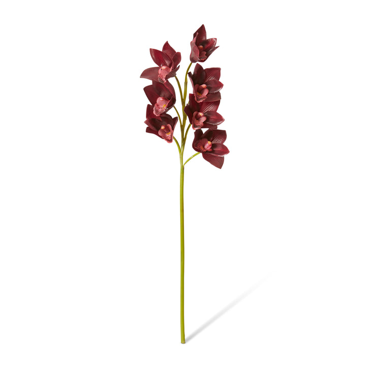 Cymbidium Lush Stem Burgundy 18x10x58cm